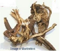 Plante en vrac - Actée à grappe (cimicifuga racemosa) - Herbo-phyto - Herboristerie Bardou™ 