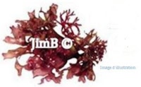 Plante en vrac - Agar agar (gelidium ssp) - Herbo-phyto - Herboristerie Bardou™ 