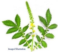 Plante en vrac - Aigremoine (agrimonia eupatoria) - Herbo-phyto - Herboristerie Bardou™ 
