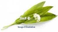 Plante en vrac - Ail des ours (allium ursinum) - Herbo-phyto - Herboristerie Bardou™ 