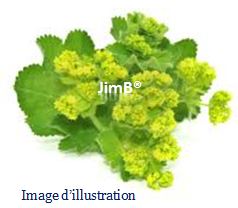 Plante en vrac - Alchémille vulgaire (alchemilla vulgaris) - Herbo-phyto - Herboristerie Bardou™ 