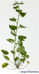 Plante en vrac – Alliaire (sysimbrium alliaria) - Herbo-phyto - Herboristerie Bardou™
