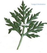 Plante en vrac – Ambroisie (chenopodium ambrosioides) - Herbo-phyto - Herboristerie Bardou™