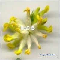 Plante en vrac – Anthyllis (anthyllis vulneraria) - Herbo-phyto - Herboristerie Bardou™