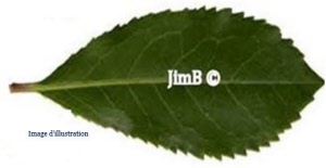Plante en vrac - Arbousier (arbutus unedo) - Herbo-phyto - Herboristerie Bardou™ 