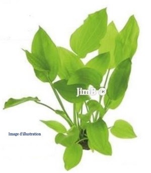 Plante en vrac - Argentine (potentilla anserina) - Herbo-phyto - Herboristerie Bardou™ 