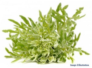 Plante en vrac - Armoise blanche (artemisia herba alba) - Herbo-phyto - Herboristerie Bardou™ 