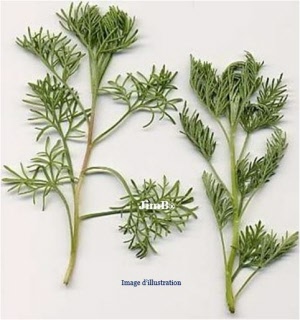 Plante en vrac - Aurône mâle (artemisia abrotanum) - Herbo-phyto - Herboristerie Bardou™ 
