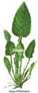 Plante en vrac - Balsamite (tanacetum balsamita) - Herbo-phyto - Herboristerie Bardou™ 