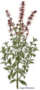 Plante en vrac – Berce grande (heracleum sphondylium) - Herbo-phyto - Herboristerie Bardou™