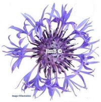Plante en vrac – Bleuet (centaurea cyanus) - Herbo-phyto - Herboristerie Bardou™