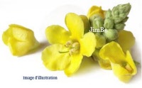 Plante en vrac – Bouillon blanc (verbascum thapsiforme) - Herbo-phyto - Herboristerie Bardou™