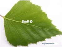 Plante en vrac – Bouleau (betula alba) - Herbo-phyto - Herboristerie Bardou™