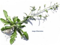 Plante en vrac - Bourse à pasteur (capsella bursa pastoris) - Herbo-phyto - Herboristerie Bardou™ 
