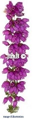 Plante en vrac - Bruyère (calluna vulgaris) - Herbo-phyto - Herboristerie Bardou™ 