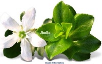 Plante en vrac - Buchu (barosma betulina) - Herbo-phyto - Herboristerie Bardou™ 