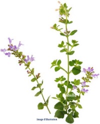 Plante en vrac - Calament (calamintha officinalis) - Herbo-phyto - Herboristerie Bardou™ 
