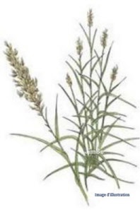 Plante en vrac - Canne de provence (arundo donax) - Herbo-phyto - Herboristerie Bardou™ 