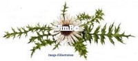 Plante en vrac - Carline (carlina acaulis) - Herbo-phyto - Herboristerie Bardou™ 