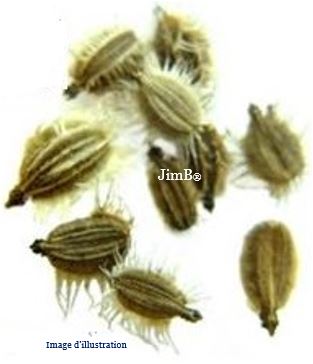 Plante en vrac - Carotte (daucus carotta) - Herbo-phyto - Herboristerie Bardou™ 