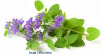 Plante en vrac -  Cataire (nepetacataria) - Herbo-phyto - Herboristerie Bardou™ 