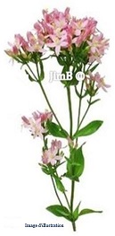 Plante en vrac - Centaurée petite (erythraea centaurium) - Herbo-phyto - Herboristerie Bardou™ 