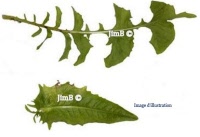 Plante en vrac - Chicorée (cichorium intybus) - Herbo-phyto - Herboristerie Bardou™ 