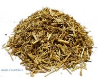 Plante en vrac - Chiendent officinal (agropyrum repens) - Herbo-phyto - Herboristerie Bardou™ 