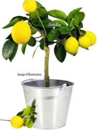 Plante en vrac - Citronnier (citrus limonum) - Herbo-phyto - Herboristerie Bardou™ 