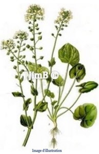 Plante en vrac - Cochleaire (cochlearia officinalis) - Herbo-phyto - Herboristerie Bardou™ 