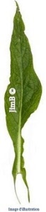 Plante en vrac - Consoude grande (symphytum officinale) - Herbo-phyto - Herboristerie Bardou™ 