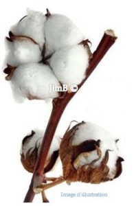 Plante en vrac - Cotonnier (gossypium herbaceum) - Herbo-phyto - Herboristerie Bardou™ 