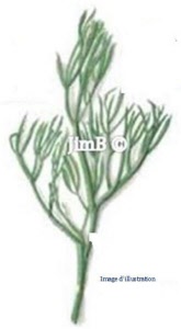 Plante en vrac - Criste marine (crithmum maritimum) - Herbo-phyto - Herboristerie Bardou™ Plante en vrac - Criste marine (crithmum maritimum) - Herbo-phyto - Herboristerie Bardou™ 