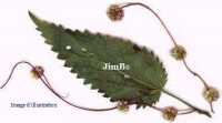 Plante en vrac – Cuscute (cuscuta europaea) - Herbo-phyto - Herboristerie Bardou™