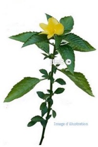 Plante en vrac - Damiana (turnera aphrodisiaca) - Herbo-phyto - Herboristerie Bardou™ 