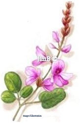 Plante en vrac - Desmodium (desmodium adscendens) - Herbo-phyto - Herboristerie Bardou™ 