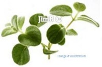 Plante en vrac - Dictame de crête (origanum dictamnus) - Herbo-phyto - Herboristerie Bardou™ 