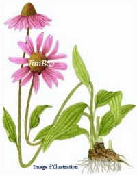 Plante en vrac - Echinacée (echinacea purpurea) - Herbo-phyto - Herboristerie Bardou™ 