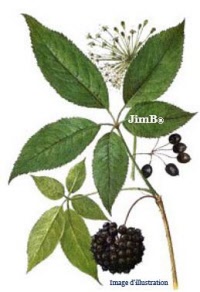 Plante en vrac - Eleuthérocoque (eleutherococus senticosus) - Herbo-phyto - Herboristerie Bardou™ 