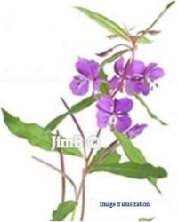 Plante en vrac - Epilobe à petite fleur (epilobium parviflorum) - Herbo-phyto - Herboristerie Bardou™ 