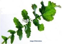 Plante en vrac - Erysimum velard (sisymbrium officinale) - Herbo-phyto - Herboristerie Bardou™ 
