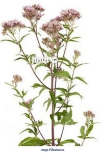 Plante en vrac - Eupatoire (eupatorium cannabinum) - Herbo-phyto - Herboristerie Bardou™ 