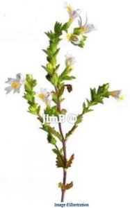 Plante en vrac - Euphraise (euphrasia officinalis) - Herbo-phyto - Herboristerie Bardou™ 