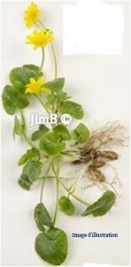 Plante en vrac - Ficaire (ficaria ranunculoides) - Herbo-phyto - Herboristerie Bardou™ 