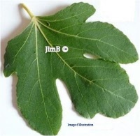 Plante en vrac – Figuier (ficus carica) - Herbo-phyto - Herboristerie Bardou™