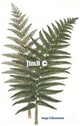 Plante en vrac – Fougère mâle (filix mas) - Herbo-phyto - Herboristerie Bardou™