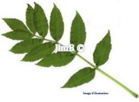 Plante en vrac – Frêne (fraxinus excelsior) - Herbo-phyto - Herboristerie Bardou™