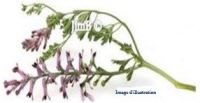 Plante en vrac – Fumeterre (fumaria officinalis) - Herbo-phyto - Herboristerie Bardou™