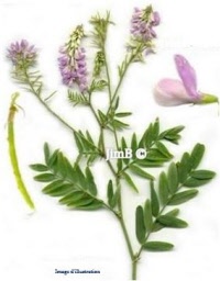 Plante en vrac – Galéga (galega officinalis) - Herbo-phyto - Herboristerie Bardou™