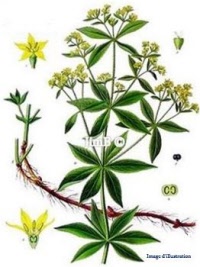 Plante en vrac – Garance (rubia tinctorium) - Herbo-phyto - Herboristerie Bardou™